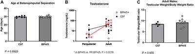 Sexually dimorphic pubertal development and adipose tissue kisspeptin dysregulation in the obese and preeclamptic-like BPH/5 mouse model offspring